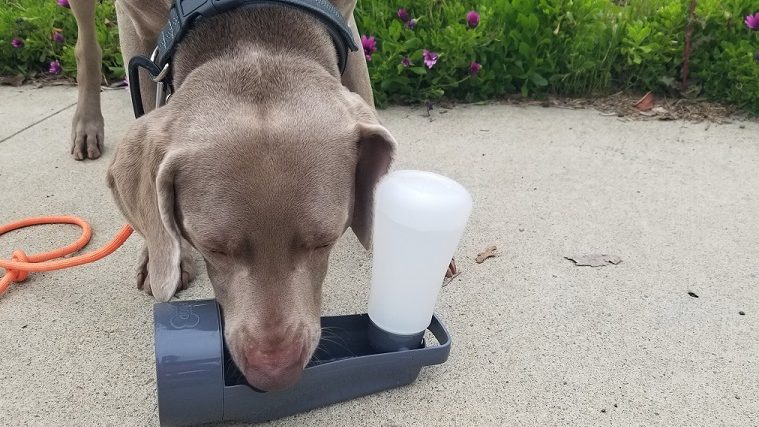 Gamelle portable pour eau et nourriture pour chien - Poochables to Go Review - img