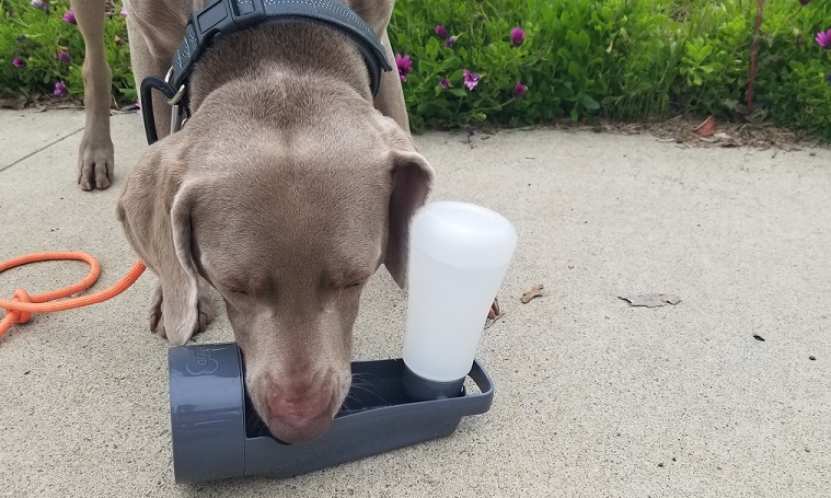 Gamelle portable pour eau et nourriture pour chien - Poochables to Go Review - img
