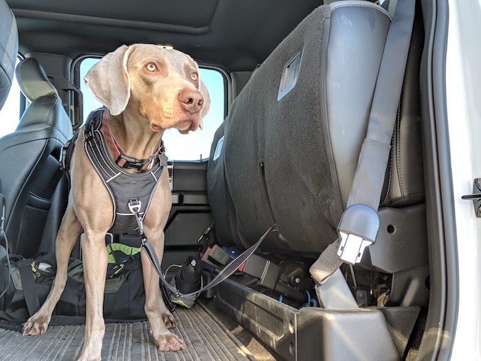 Lot De 2 Ceintures De Sécurité Pour Chien En Voiture – Réglables 46-79cm, Clip Universel, Laisse 2-en-1