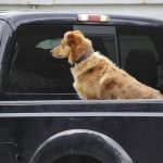 Informations sur les chiens guides d&rsquo;aveugle : ce qu&rsquo;ils font, leur dressage, etc.