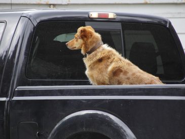 Guide ultime de la sécurité des chiens - img