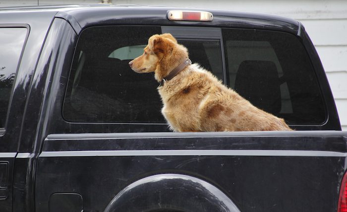 Guide ultime de la sécurité des chiens - img