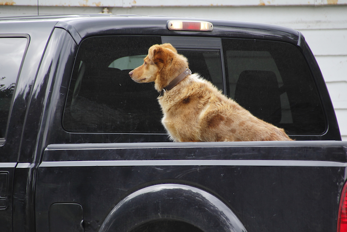 Guide ultime de la sécurité des chiens - img