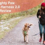 Comment empêcher un chien de faire du contre-surf