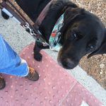 Défi 2019 des blogueurs animaliers