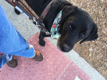 Informations sur les chiens guides d'aveugle : ce qu'ils font, leur dressage, etc. - img