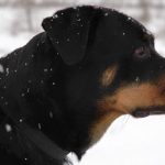 Préparer son chien à l&rsquo;arrivée d&rsquo;un bébé – Q&R avec Maggie Marton de Oh My Dog Blog