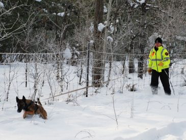Introduction aux chiens de recherche et de sauvetage - img