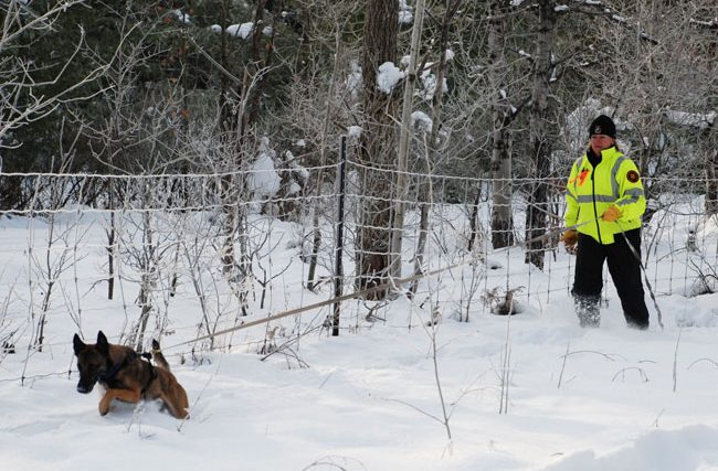Introduction aux chiens de recherche et de sauvetage - img