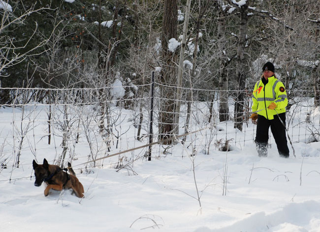 Introduction aux chiens de recherche et de sauvetage - img