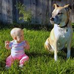 Comment aider votre chien à s&rsquo;adapter à son nouveau foyer ?