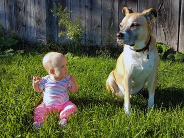 La première année de mon chien avec un bébé - img
