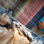 Sacs à crottes pour chiens Earth Friendly – Mighty Paw – 2 $ de rabais