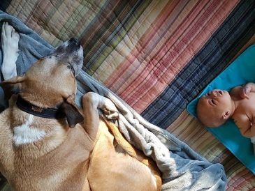 La première rencontre entre votre chien et votre bébé - img