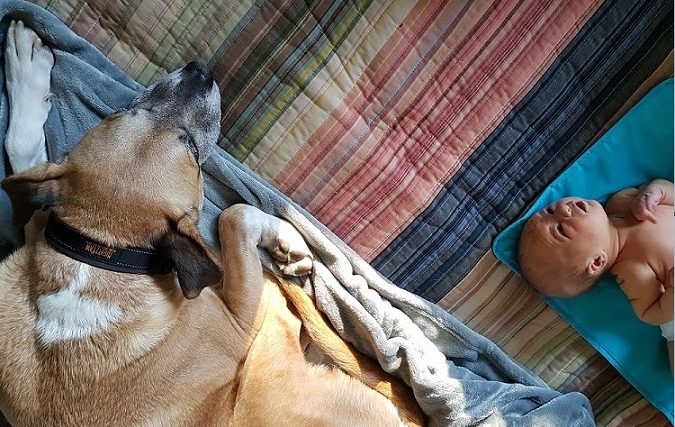 La première rencontre entre votre chien et votre bébé - img