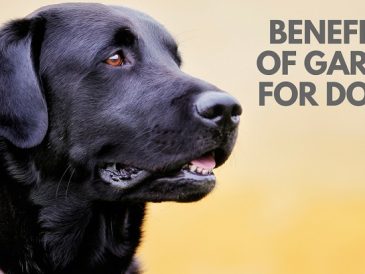 L'ail est-il bon pour les chiens ? - img