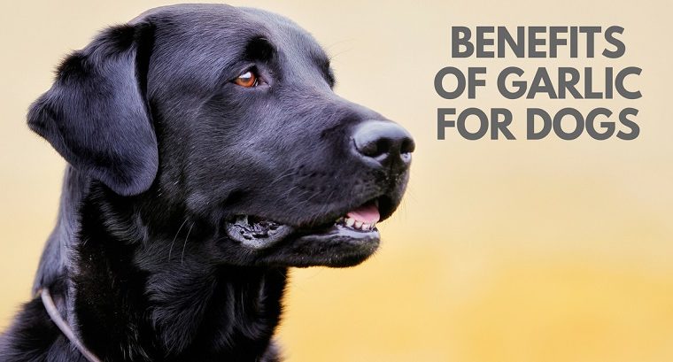 L'ail est-il bon pour les chiens ? - img