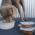 Comment apprendre à votre chien à être patient ?
