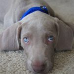 Les chiens peuvent-ils manger des œufs crus ? Oeufs crus pour chiens