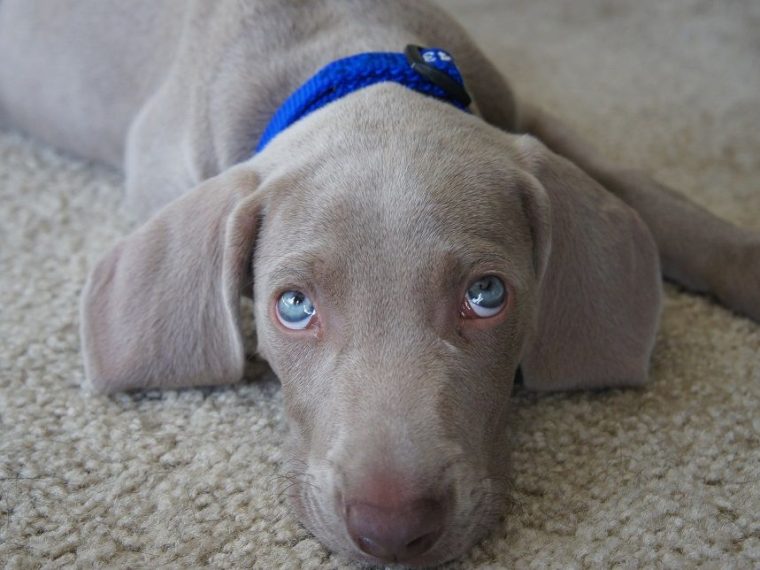 L'alimentation crue pour les chiots - img