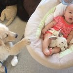 Lettre à moi-même : « Quand mon vieux chien mourra ».