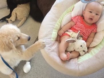 Le dressage du chiot - Préparer son chien à l'arrivée de bébé - img