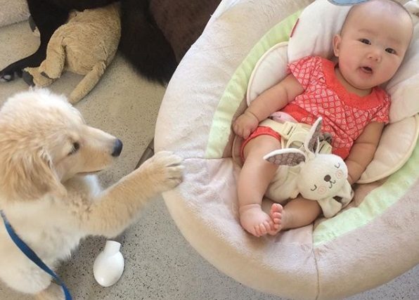 Le dressage du chiot - Préparer son chien à l'arrivée de bébé - img