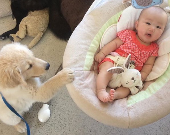 Le dressage du chiot - Préparer son chien à l'arrivée de bébé - img