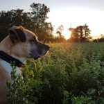 Vectra® 3D pour chiens – prévention mensuelle contre les puces et les tiques + cadeau publicitaire