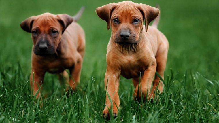 Les bienfaits de la moule verte pour les chiens - img