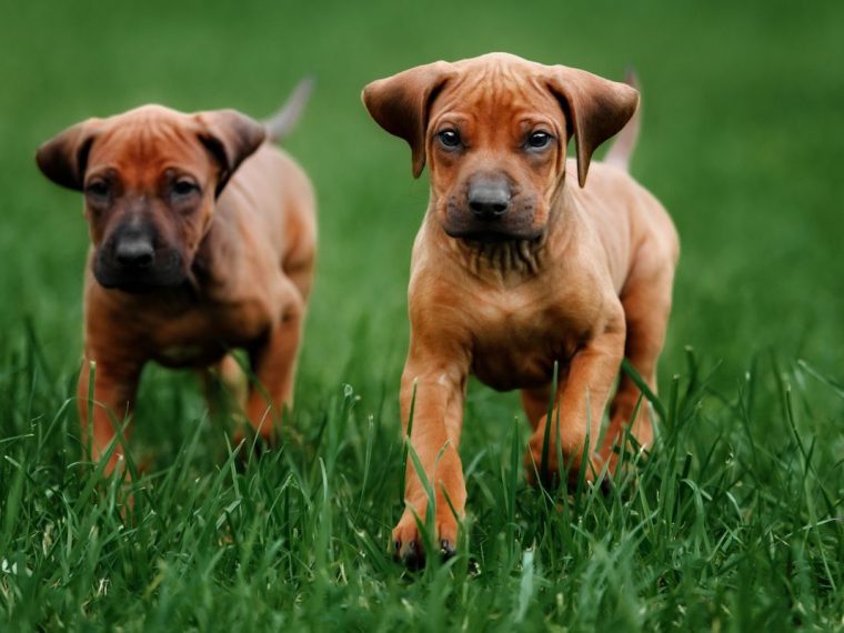 Les bienfaits de la moule verte pour les chiens - img