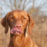 Mon chien a-t-il besoin d&rsquo;une prévention contre les puces en hiver ?