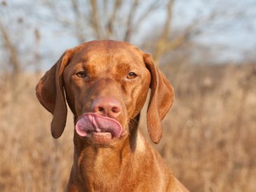 Les bienfaits des sardines pour les chiens - img
