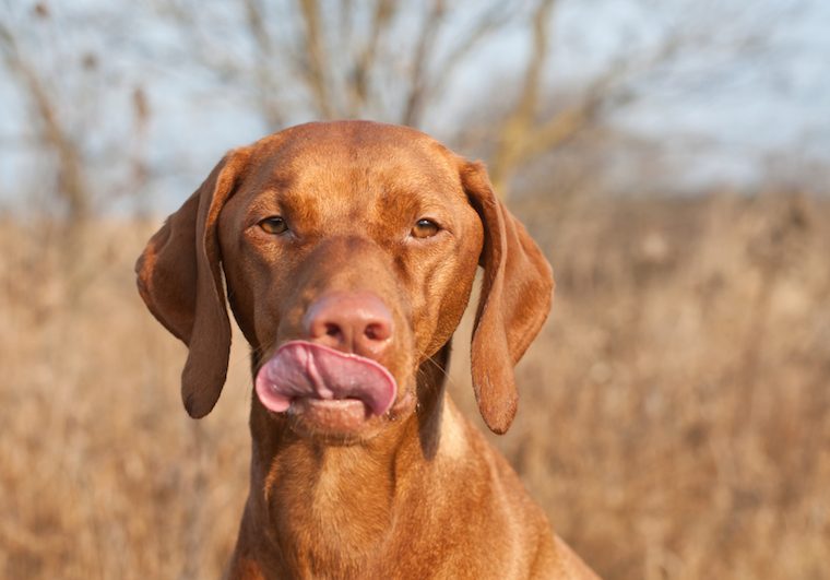 Les bienfaits des sardines pour les chiens - img