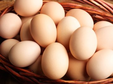 Les chiens peuvent-ils manger des œufs crus ? Oeufs crus pour chiens - img