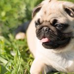 Collier et laisse imperméables pour chien de Mighty Paw