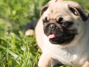 Les chiens peuvent-ils manger du cou de dinde cru ? - img