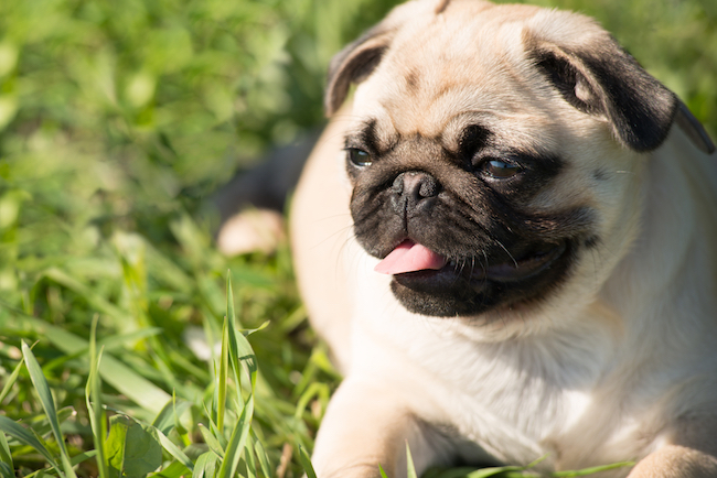 Les chiens peuvent-ils manger du cou de dinde cru ? - img