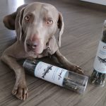 Pourquoi mon chien refuse-t-il de marcher avec d&rsquo;autres personnes ?