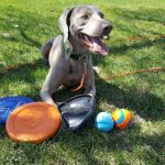 Comment faire vomir un chien avec de l&rsquo;eau oxygénée