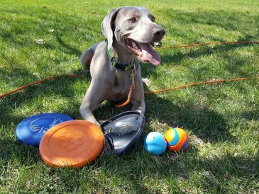 Les jouets pour chiens les plus durables 2022 - img