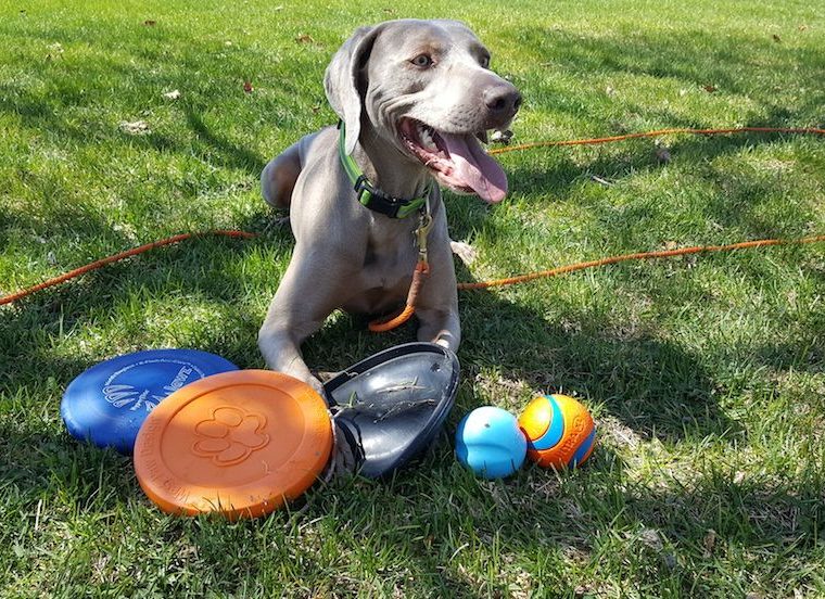 Les jouets pour chiens les plus durables 2022 - img