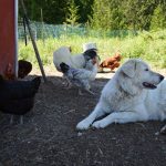 Apprentissage de la cage pour chiens et chiots