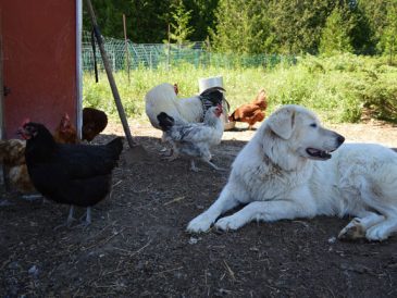 Les meilleures races de chiens pour les fermes - img
