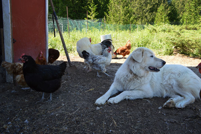 Les meilleures races de chiens pour les fermes - img