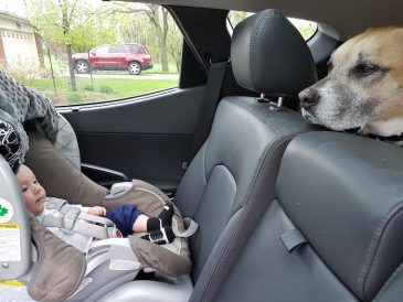 Les promenades en voiture avec votre chien et votre bébé - une nouvelle routine - img