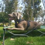Nourrir les chiens avec de la viande de gibier crue