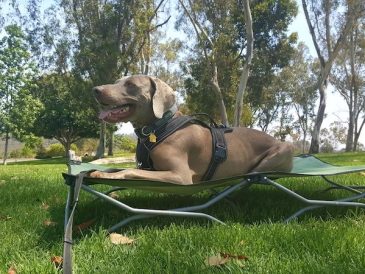 Lit portable pour chien Carlson - Lit pour chien pour le camping et les aventures - img