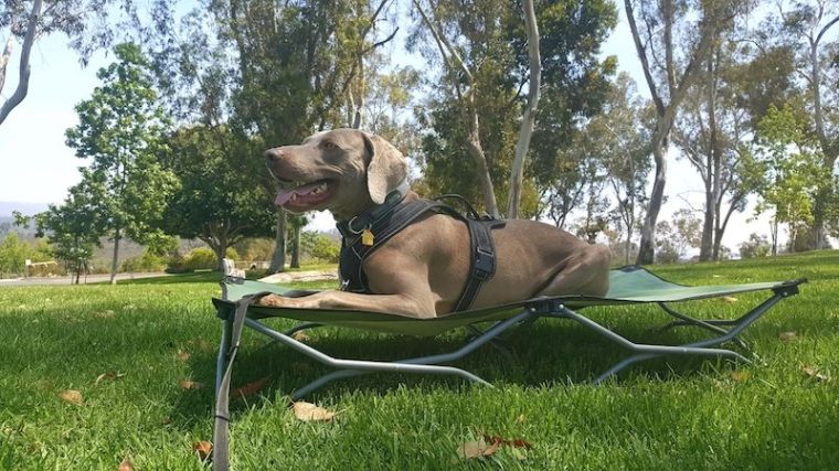 Lit portable pour chien Carlson - Lit pour chien pour le camping et les aventures - img