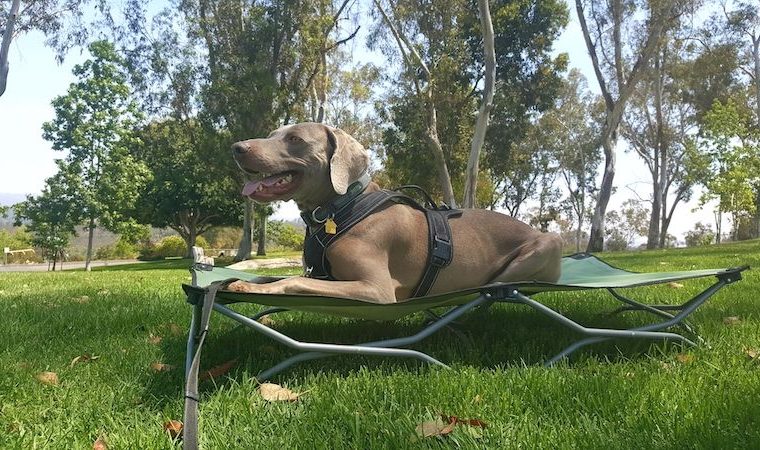 Lit portable pour chien Carlson - Lit pour chien pour le camping et les aventures - img